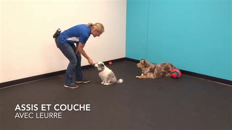 Apprentissage Du Assis Et Du Couche Chez Le Chiot YouTube