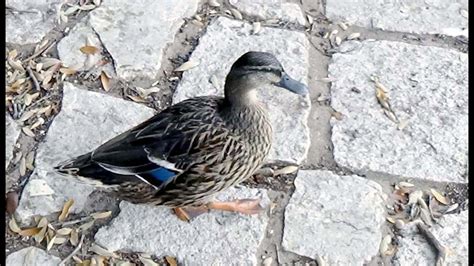 Texas Duck Pond Mallard Youtube