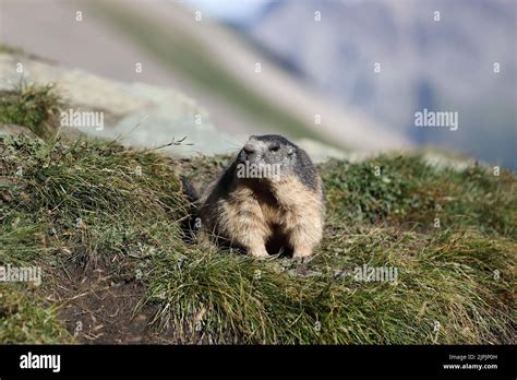 Alpine Marmot Marmota Marmota Alpine Marmots Stock Photo Alamy