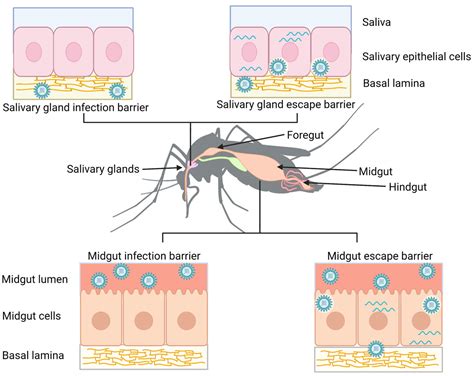 Factors Affecting Arbovirus Midgut Escape in Mosquitoes