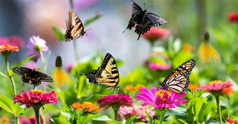 Ouvrez L Il Ce Superbe Papillon Tardif Va Envahir Les Jardins