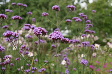 Comment Semer Et Cultiver La Verveine Officinale Plan Te Agrobio