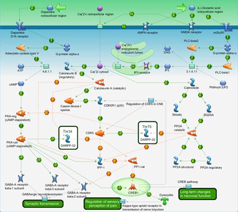 Neurophysiological Process Glutamate Regulation Of Dopamine D1a