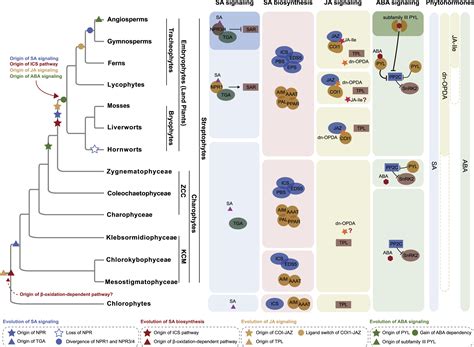 On The Origins And Evolution Of Phytohormone Signaling And Biosynthesis