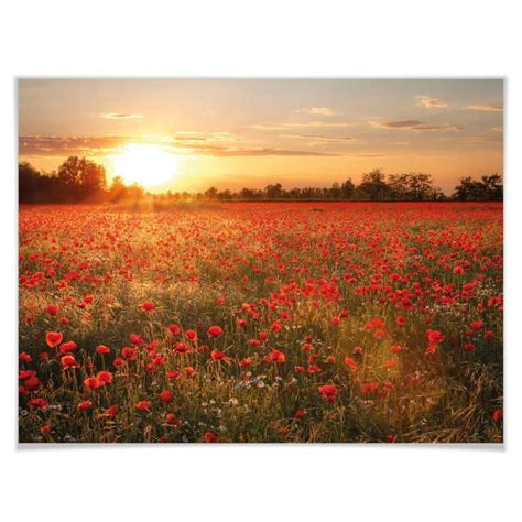 Poster Champ De Coquelicots Au Coucher De Soleil Wall Art Fr