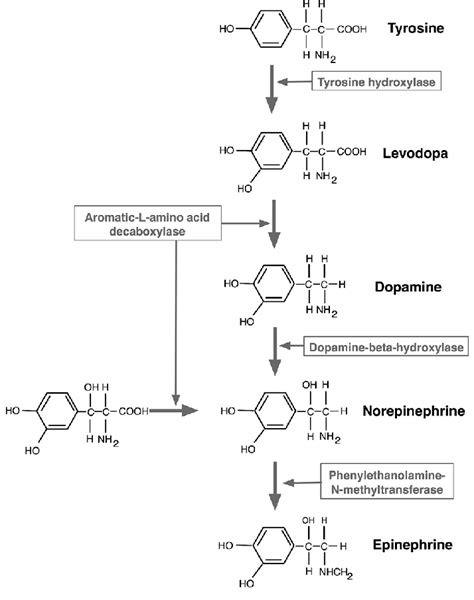 Norepinephrine Synthesis