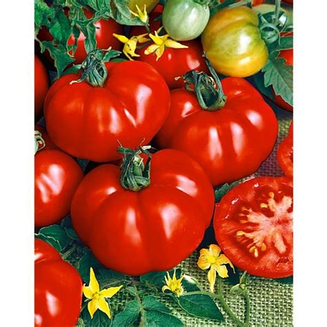 Tomate Greff E Super Marmande Graines Baumaux