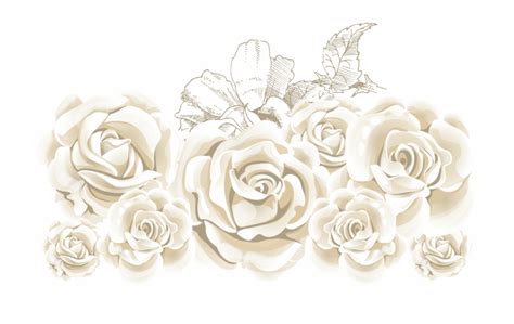 White Roses Png HD PNG Pictures Vhv Rs