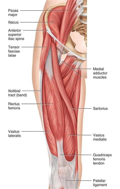 Lab Quiz B Anterior View Of The Thigh Diagram Quizlet