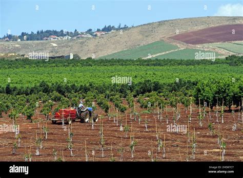 Agriculture in north Israel Stock Photo - Alamy