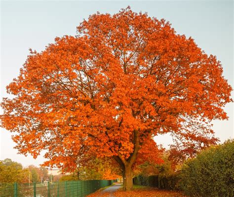 Oak Tree Fall