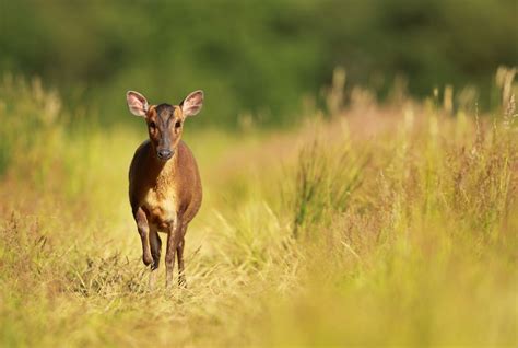 Muntjac guide: meet the strange barking deer with fangs | Countryfile.com