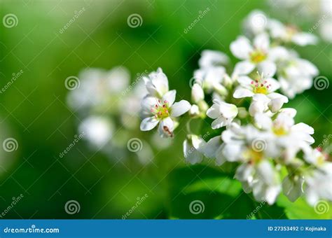 White Buckwheat Flowers Stock Photo Image Of Buckwheat 27353492