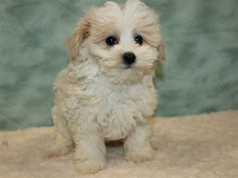 Maltipoo Dog Male Cream 3743749 Petland Rome Georgia