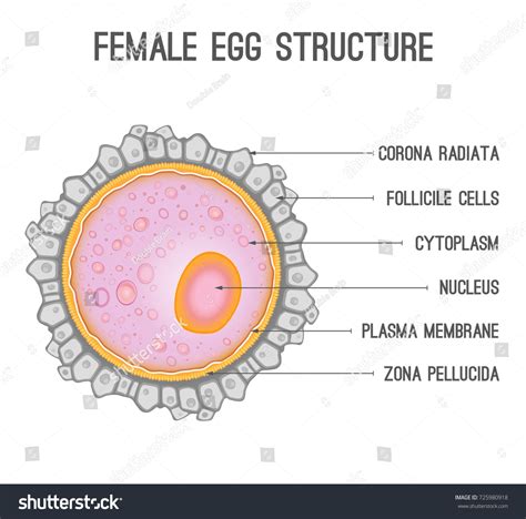 396 Egg cytoplasm Images, Stock Photos & Vectors | Shutterstock