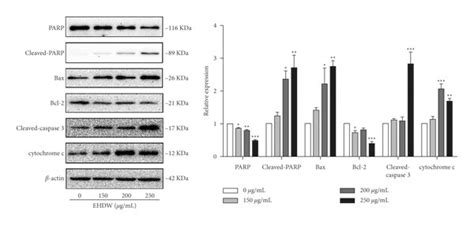 Ehdw Induced Apoptosis In Hep3b Cells A Cell Apoptosis Was Measured