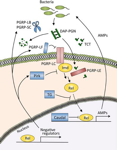 Frontiers Host Microbe Interactions In The Gut Of Drosophila Melanogaster Physiology