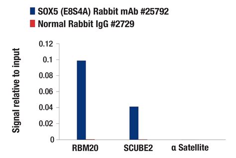 SOX5 E8S4A Rabbit MAb 25792 Datasheet With Images Cell Signaling