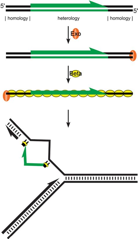 Figure From Lambda Red Recombineering In Escherichia Coli Occurs