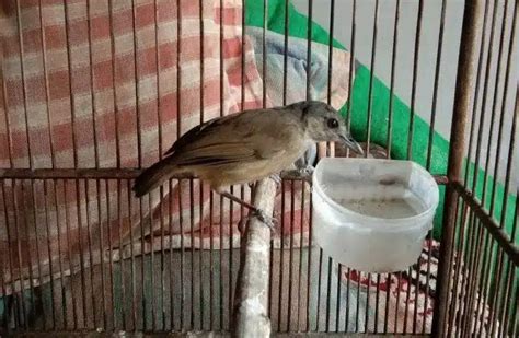 Kenali Lebih Dekat Burung Pelanduk Semak Spesies Langka Dari Indonesia