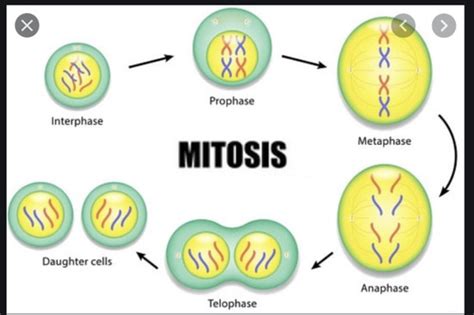 Mitosis And Meiosis Flashcards Quizlet