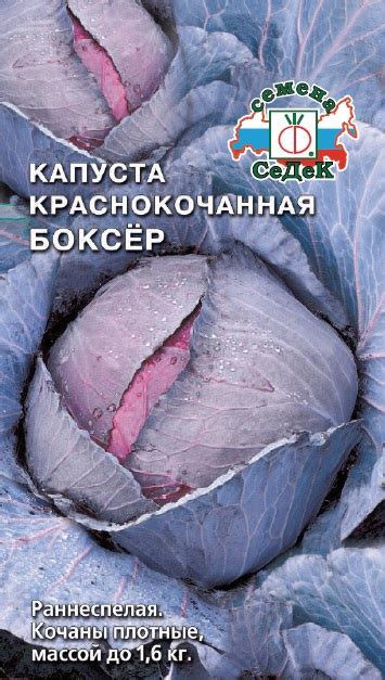 КАПУСТА КРАСНОКОЧАННАЯ
