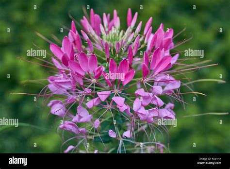 Pink Cleome Hassleriana Pink Spider Flower Spider Plantpink Queen