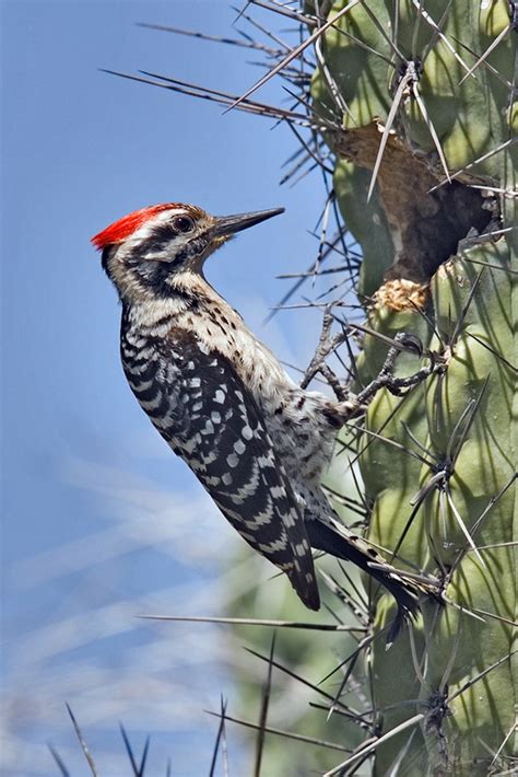 10 Birds That Live In The Grand Canyon National Park The Worlds