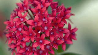 Plantas De Color Rojo Jardinatis