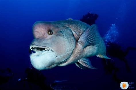 Asian Sheepshead Wrasse | Incredible Facts About Them