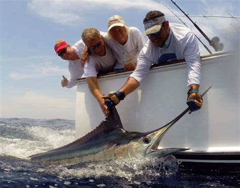 Blue Marlin Conservation Record 2019 The Billfish Foundation