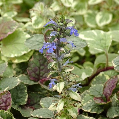 Ajuga reptans Burgundy Glow Bugle rampante panachée