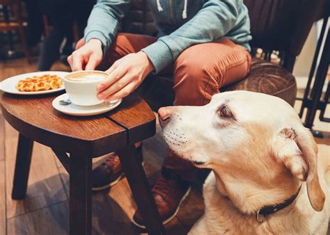 Caf S Restaurants Gym Canin Endroits Parfaits O Sortir Avec