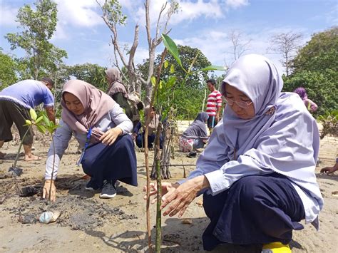 Kolaborasi Dengan Warga Pt Timah Tbk Kembali Tanam Mangrove Di Pesisir