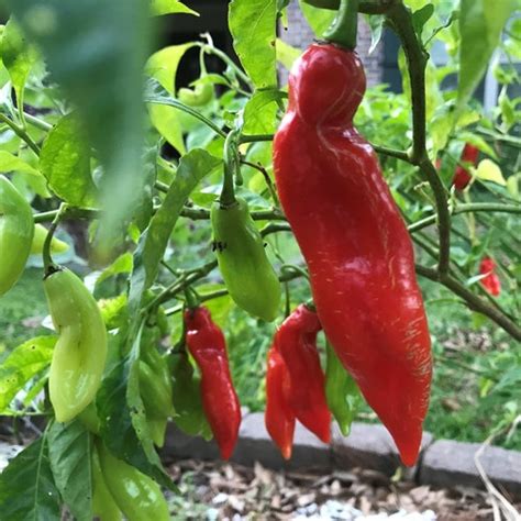 Heirloom Trinidad Pimento Pepper Seeds Organically Grown In Etsy