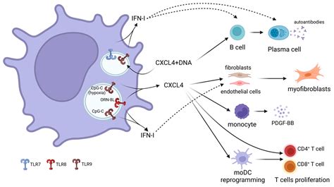 Biology Free Full Text Molecular Mechanisms Behind The Role Of