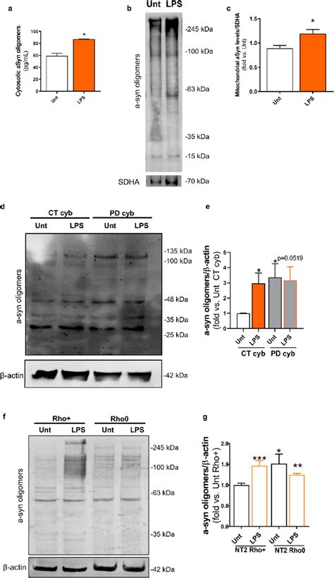 Lps Insult Culminates In A Syn Accumulation Primary Mice Mesencephalic