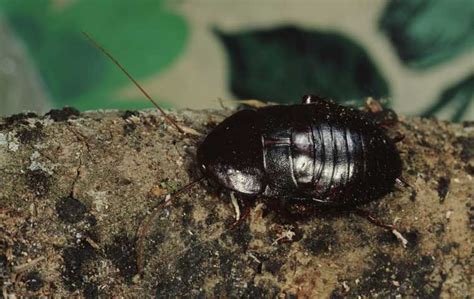 What Do Water Bugs Look Like Miche Pest Control