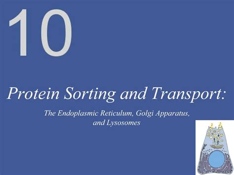 Ppt Protein Sorting And Transport Powerpoint Presentation Free Download Id 919044