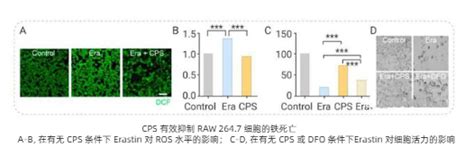 铁死亡检测 研载生物科技上海有限公司