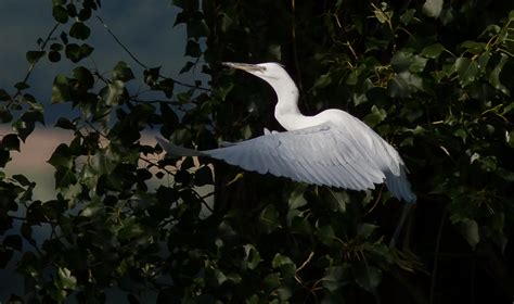 Aigrette Garzette Pierre Dalous Flickr