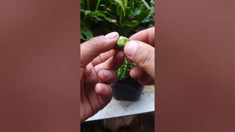 Multiple Grafting On Desert Rose Plant The Best Method In Good Way To Graft Plants 56 Youtube