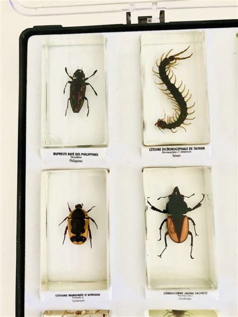 Collection Of Insects In Resin Blocks Natural History Curiosities