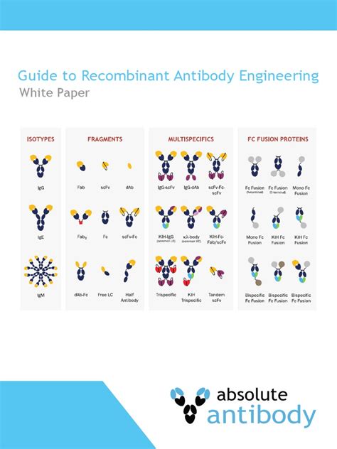 Antibody: Guide To Recombinant Antibody Engineering | PDF | Antibody ...