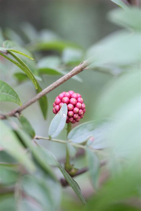 图片素材 性质 户外 科 厂 水果 浆果 叶 餐饮 弹簧 绿色 生产 颜色 增长 常绿 植物学 植物群