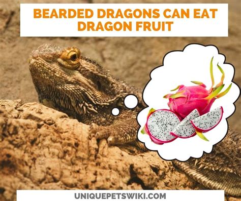 Can Bearded Dragons Eat Dragon Fruit? Best Fruit For Bearded Dragon?