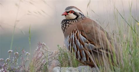 Les oiseaux disparaissent des campagnes françaises