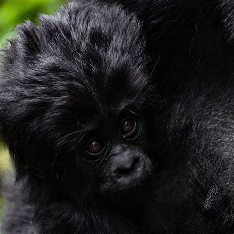 Days Primates Tracking Safaris Chimpanzee Gorilla Trekking