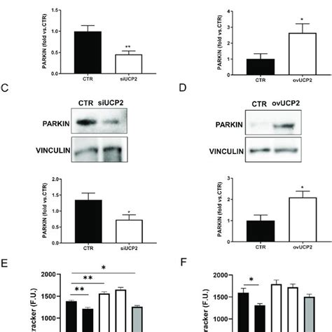 Ucp Modulates Mitophagy Level Of Parkin In Ucp Silenced