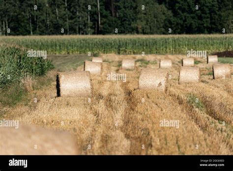 Straw Bales Tractor Supply Hi Res Stock Photography And